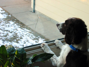 Dog waiting for the mailman