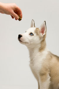 Teaching Your Puppy Impulse Control | Karen Pryor Clicker ...