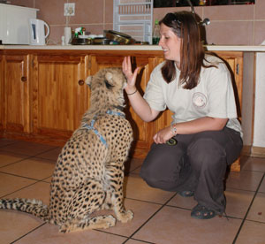 cheetah training