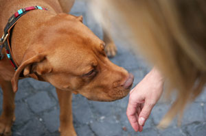 dog sniffing hand