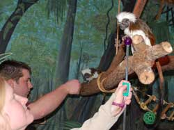 Cotton-top tamarins stationing with basic hand targets