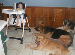 dogs next to highchair