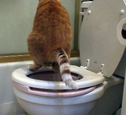 Cat pooping all through EVERYTHING - Pet Forums Community