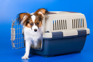 Dog exiting a crate
