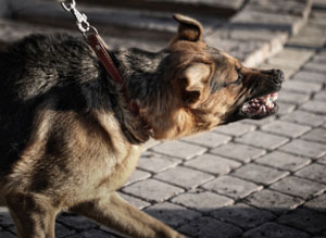 How to Stop Leash Aggression in Dogs - Orvis News