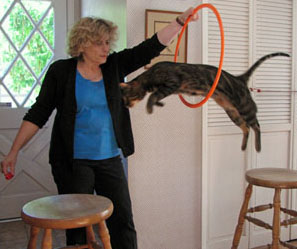 Cat jumping through hoop