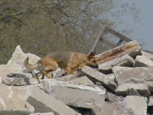 Disaster dog searching rubble