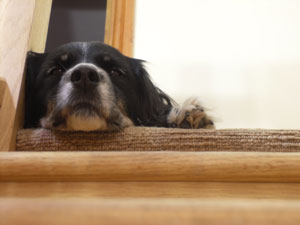 Dog at the top of the stairs