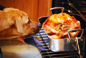 dog smelling a turkey as it is pulled from the oven