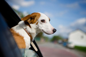 dog with head out of car window