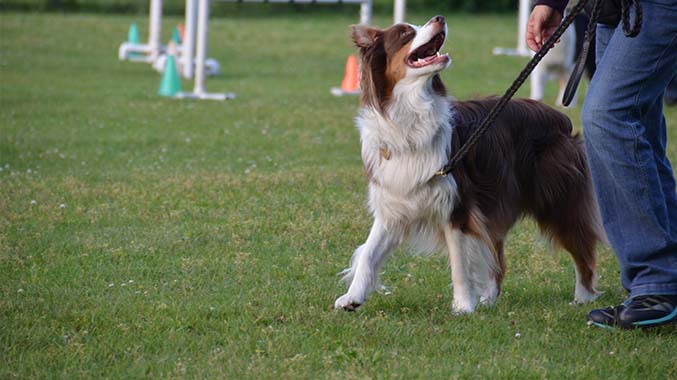 Learn the Skills Needed to Be a Dog Trainer