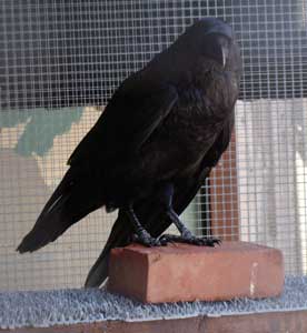 Close up of Eulialie, a raven