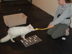 Arctic fox stationing on his training mat while targeting