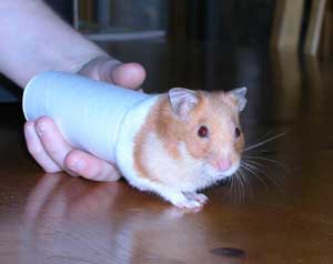 hamster in a paper tube