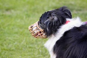 happy dog wearing a muzzle