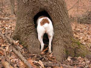 Dog Hunting In Tree stump