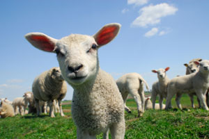 Lamb in a herd
