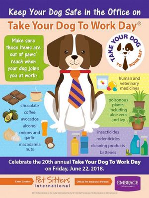 6 Tips For Getting Your Dog Ready For Your Return To The Office : NPR