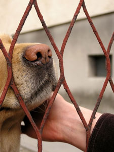 Dog being pet through a fence at a shelter