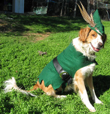 dog in robin hood costume
