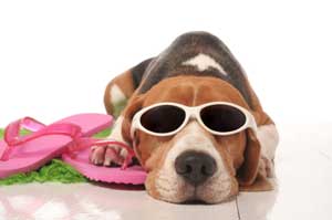 Summer dog in sunglasses