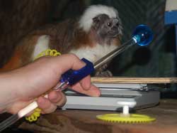 Cotton-top tamarin offering movement toward scale