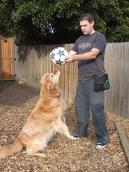holding soccer ball above dogs head