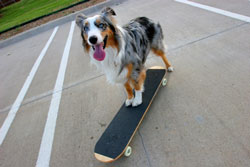jessie on skateboard