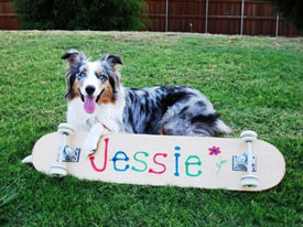 Jessie paw on board