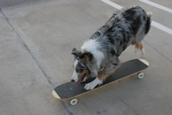 Jessie on skateboard