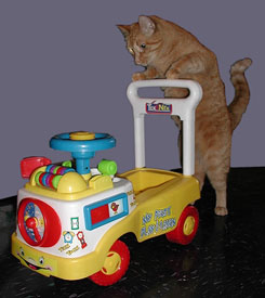 cat pushing toy cart