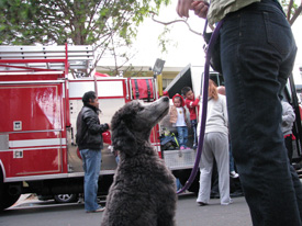 Ollie and a firetruck