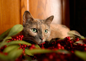 cat in holly