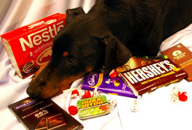 dog lying on candy
