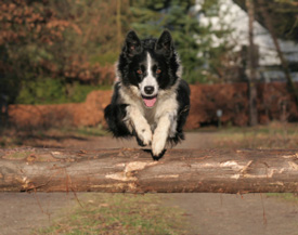 collie jumping