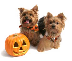 dogs and pumpkin