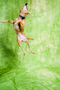 jumping_dog