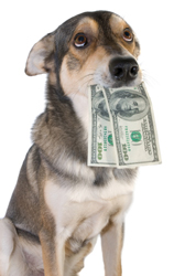 dog with money in mouth