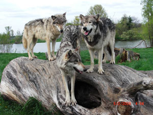 Wolves posing on log