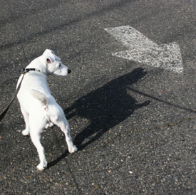dog on street