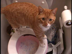 kitty on toilet