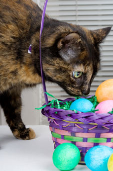 cat with easter basket
