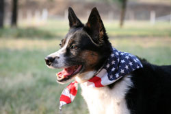 Dog with flag bandana