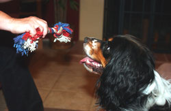 Show your dog the tug toy and click as he looks at the toy.