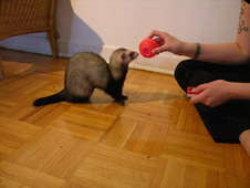 ferret touching ball