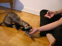 ferret with toy