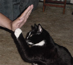 Phoebus giving our webmaster a high-five