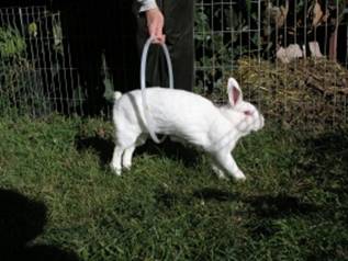 Rabbit going through a hoop