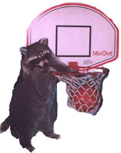 raccoon-basket-shot.jpg